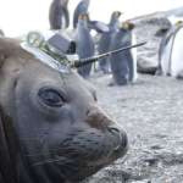 Fókákkal tanulmányozzák a klímaváltozás hatásait