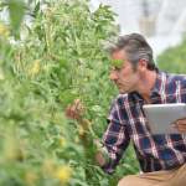 M2M és IoT: a mezőgazdaság az egyik húzóágazat