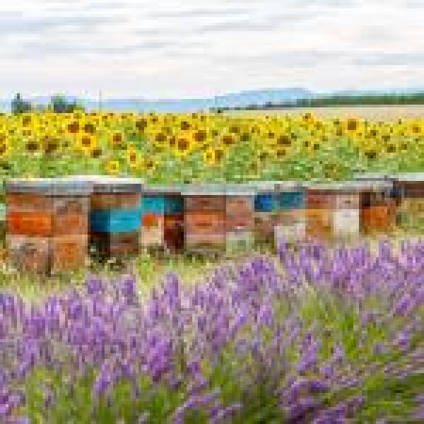 Akár már a fotelből is lehet méhészkedni