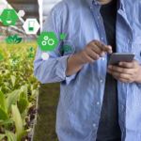 Vízkultúra és szőlészet: így segít az IoT a mezőgazdaságban