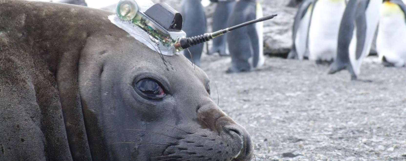 F&oacute;k&aacute;kkal tanulm&aacute;nyozz&aacute;k a kl&iacute;mav&aacute;ltoz&aacute;s hat&aacute;sait
