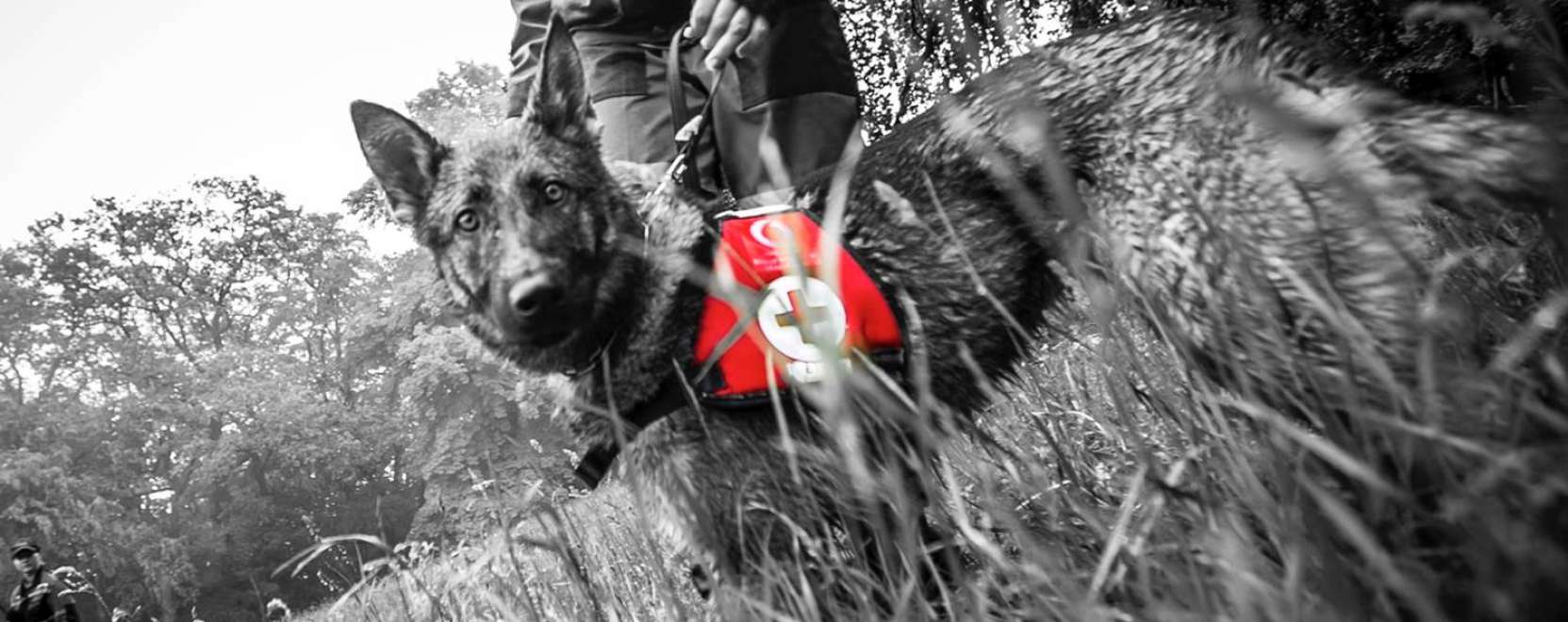 &Iacute;gy t&aacute;mogatja a mentőkuty&aacute;s egyes&uuml;let munk&aacute;j&aacute;t az M2M