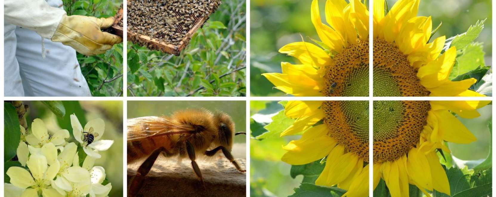 Zümmögő szenzorok: így vizsgálják a rejtélyes méhpusztulást 