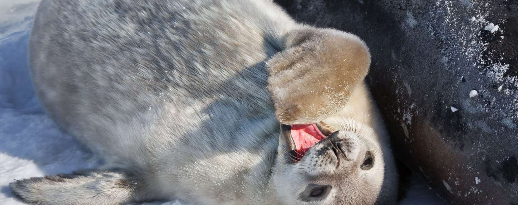 M2M-h&aacute;l&oacute;zat a f&oacute;k&aacute;k j&ouml;vőj&eacute;&eacute;rt