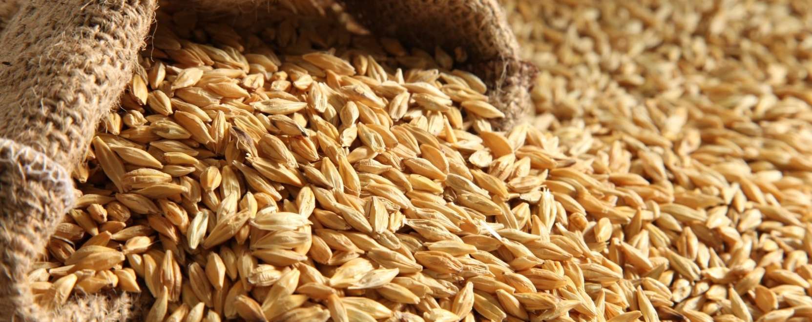 Okoseszk&ouml;z seg&iacute;t kiszűrni a glut&eacute;nt