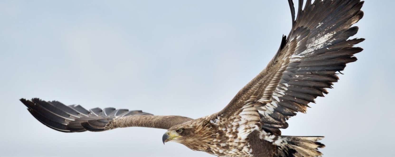 &Aacute;llati dr&oacute;nvad&aacute;szok