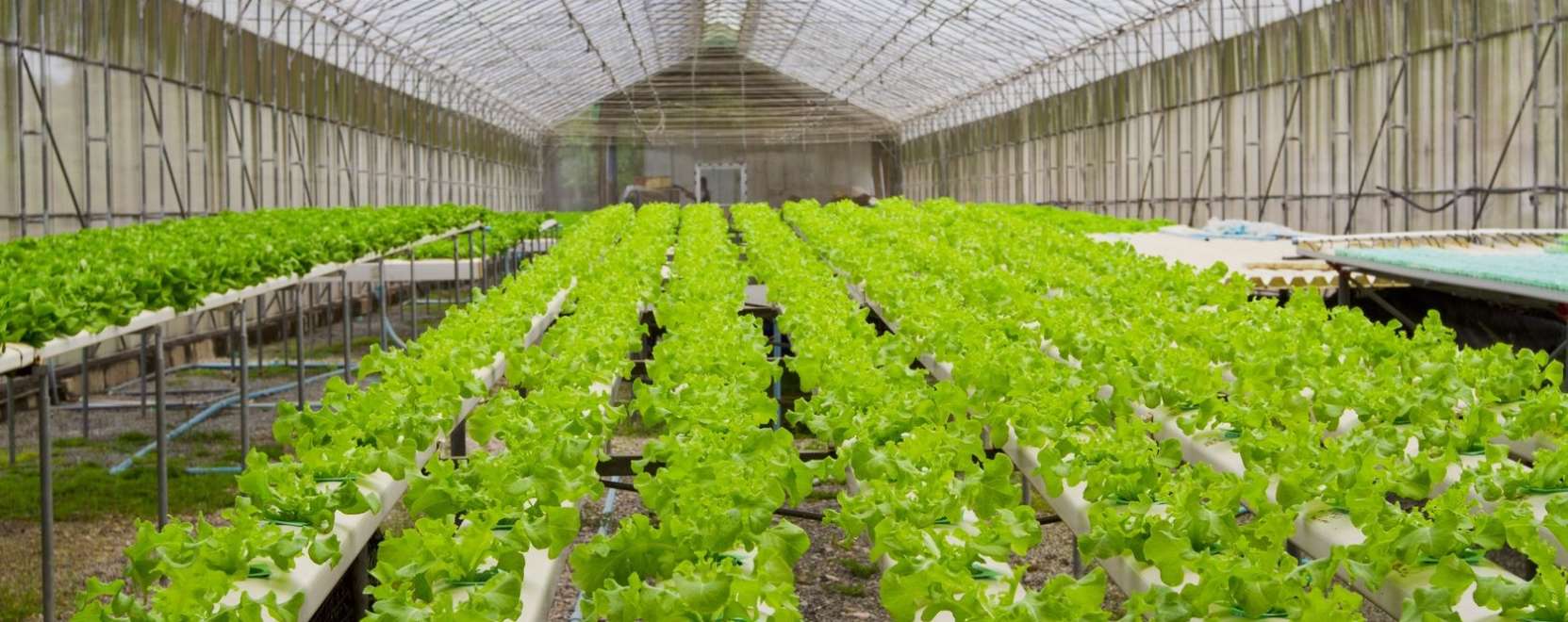 Jap&aacute;nban robotok &uuml;ltetik a sal&aacute;t&aacute;t 