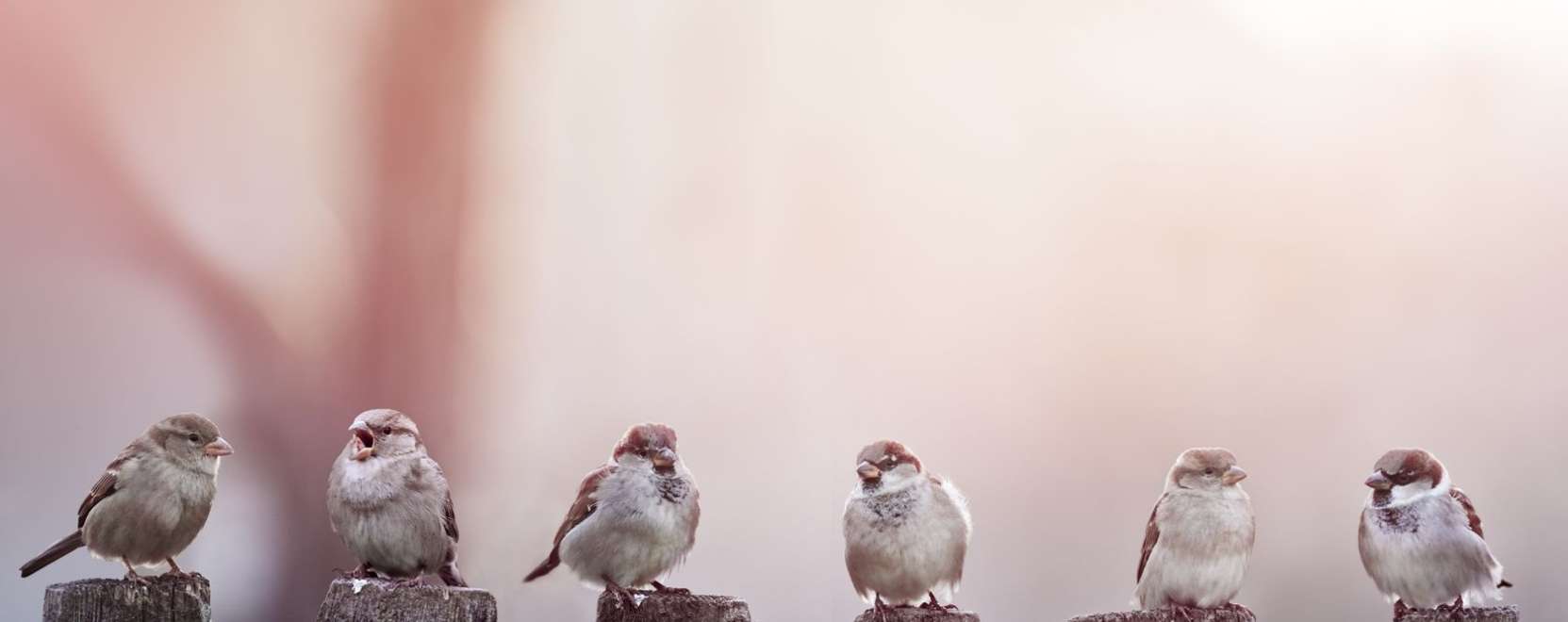 &Iacute;gy v&aacute;lhat pillanatok alatt mad&aacute;rszak&eacute;rtőv&eacute;