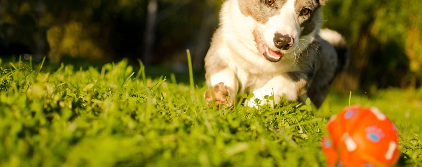 &Aacute;llati fejleszt&eacute;s: t&aacute;vvez&eacute;relt j&aacute;t&eacute;k kuty&aacute;knak &eacute;s macsk&aacute;knak