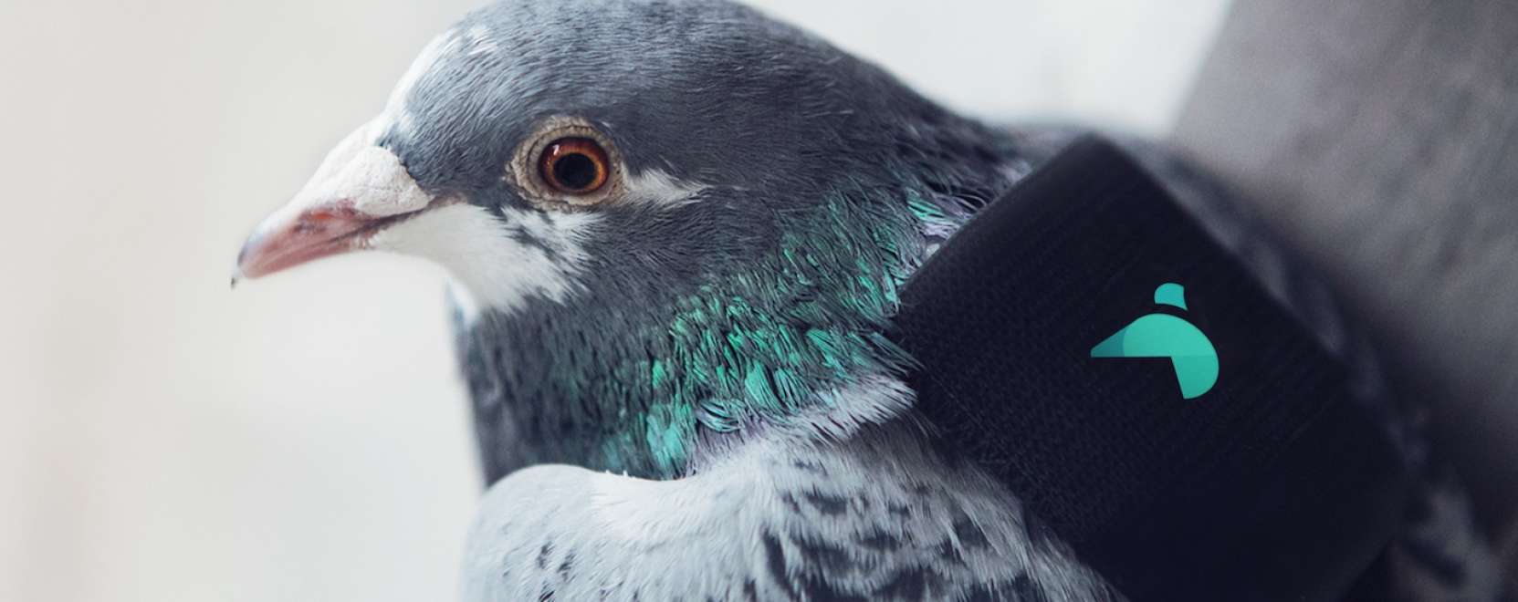 M&aacute;r a madarakat is munk&aacute;ra fogj&aacute;k Londonban