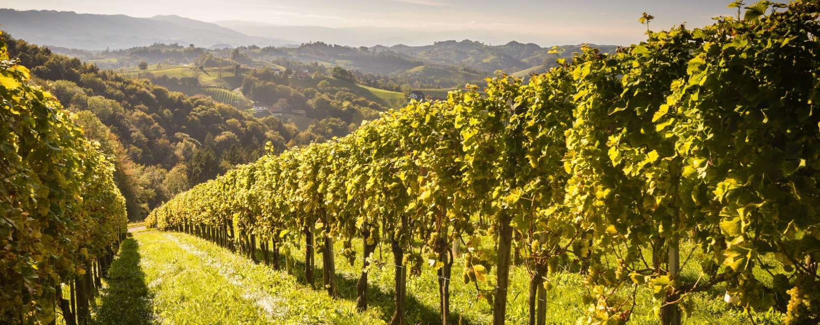 &bdquo;&Eacute;lő&rdquo; szenzorok &ndash; Kock&aacute;zatcs&ouml;kkent&eacute;s a mezőgazdas&aacute;gban