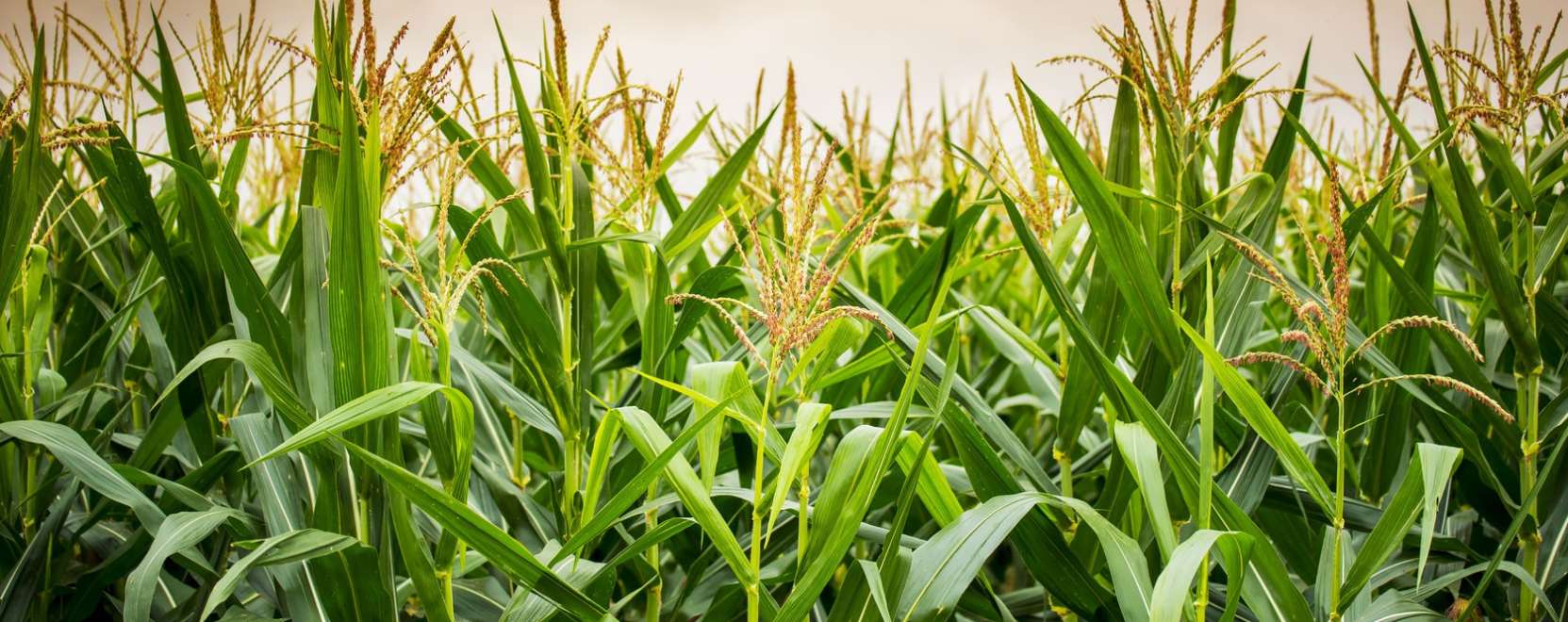 Mi ker&uuml;l az asztalra? &ndash; IoT az &eacute;lelmiszertermel&eacute;sben