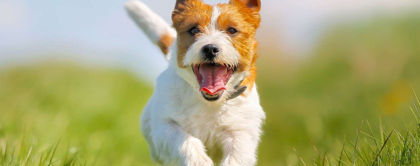 Okoscsont tarthatja akt&iacute;van a kuty&aacute;kat