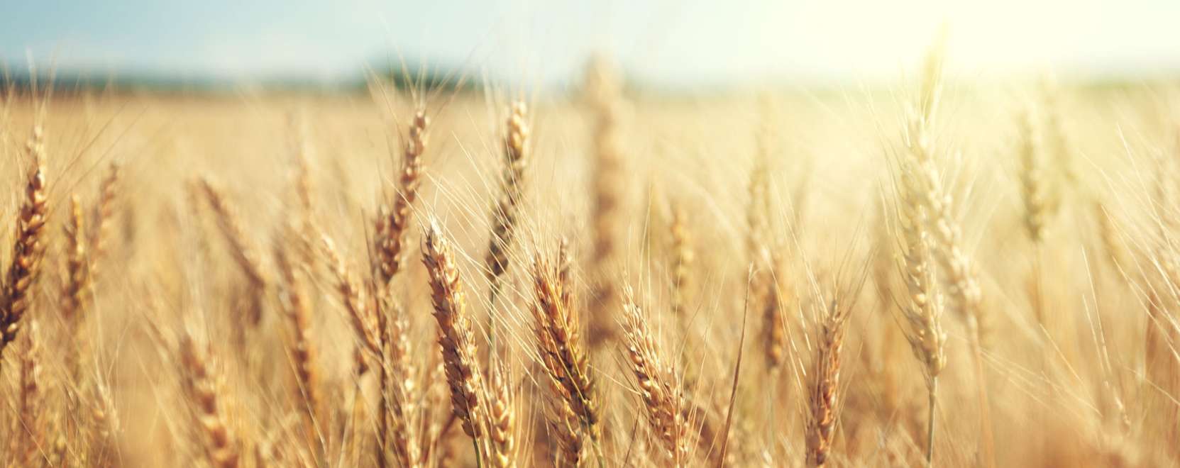 A robotok megh&oacute;d&iacute;thatj&aacute;k a sz&aacute;nt&oacute;f&ouml;ldeket is