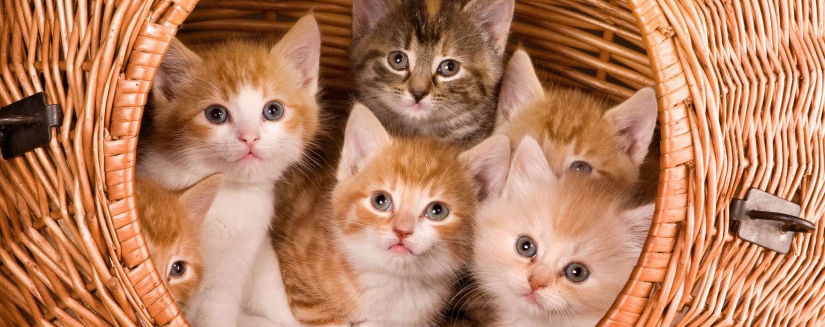 Tudja biztons&aacute;gban a h&aacute;zi&aacute;llatait!