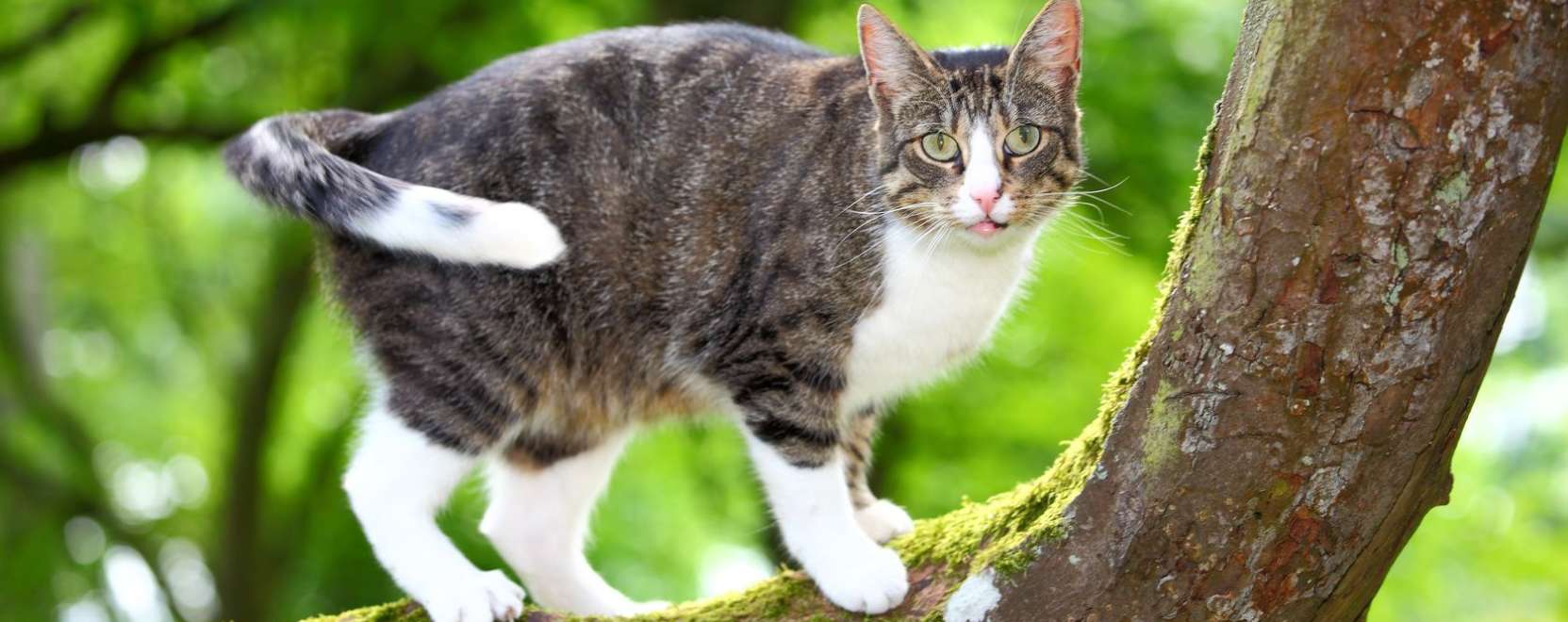 Ez az okosfejleszt&eacute;s nem lesz a macsk&aacute;k kedvence