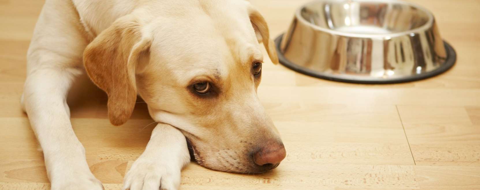 Szoftverhiba miatt &eacute;heztek a h&aacute;zi&aacute;llatok