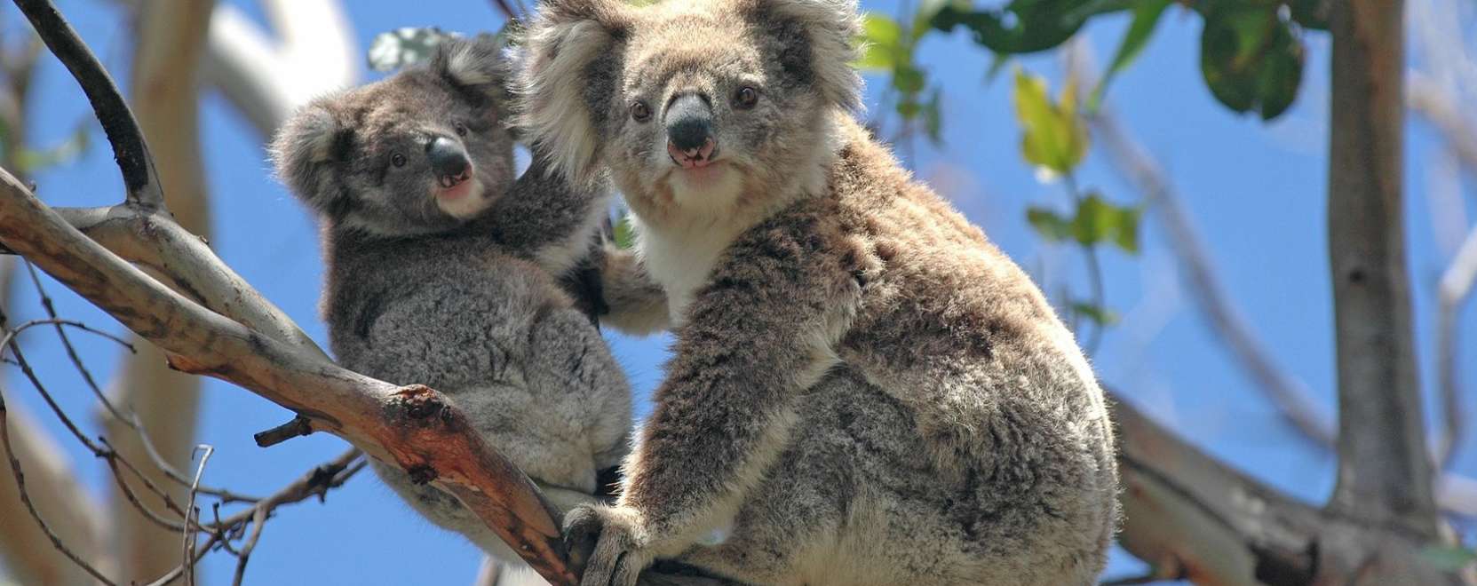 Szenzorok &eacute;s dr&oacute;nok vigy&aacute;znak a koal&aacute;kra