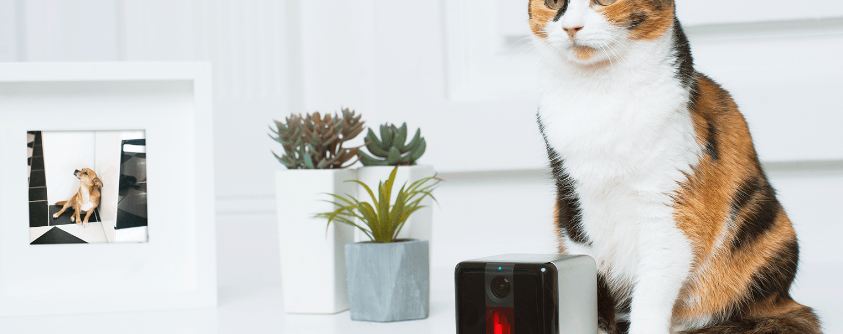 &Uacute;jabb okosj&aacute;t&eacute;k a h&aacute;zi kedvenceknek