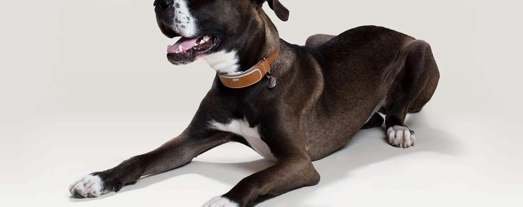 Okosnyak&ouml;rv a kuty&aacute;k eg&eacute;szs&eacute;g&eacute;&eacute;rt