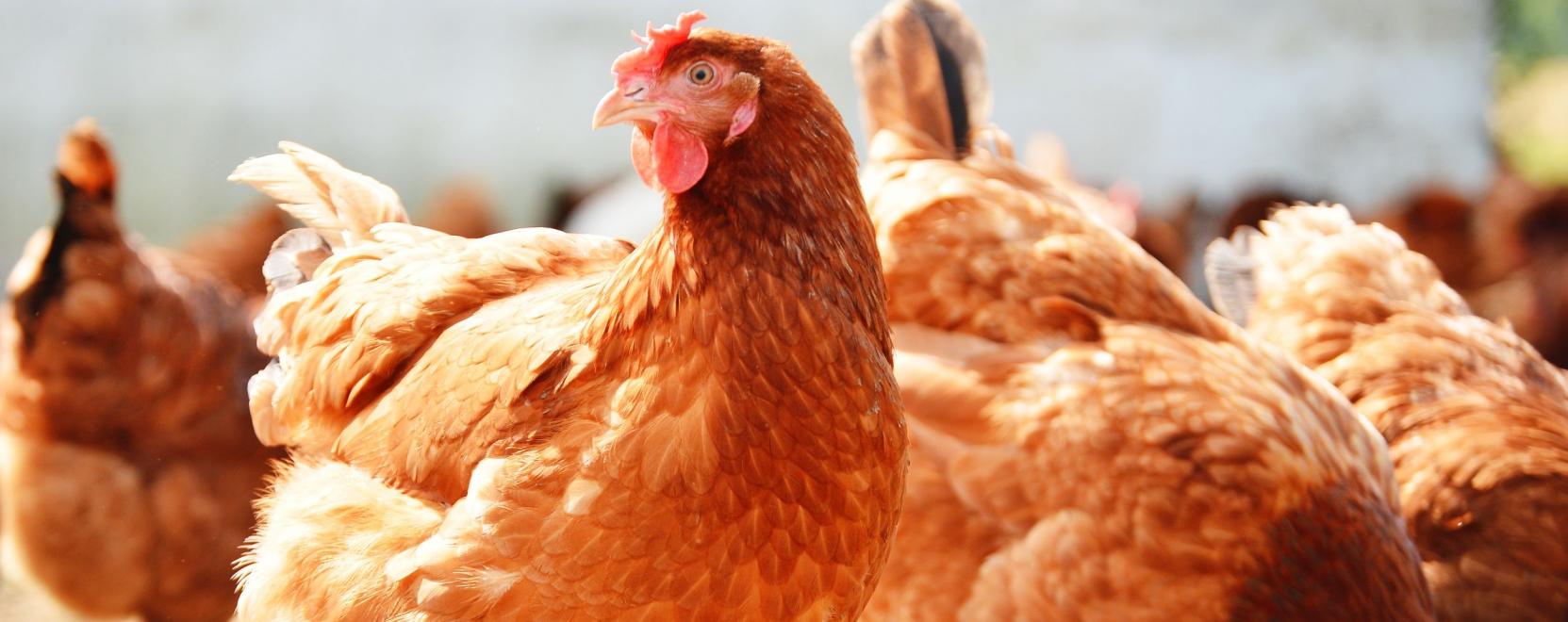 IoT a baromfiteny&eacute;szt&eacute;sben &ndash; A Gallus &eacute;s a Vodafone k&ouml;z&ouml;s fejleszt&eacute;se