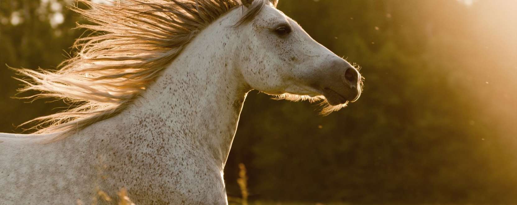 Okosfejleszt&eacute;s lovaknak