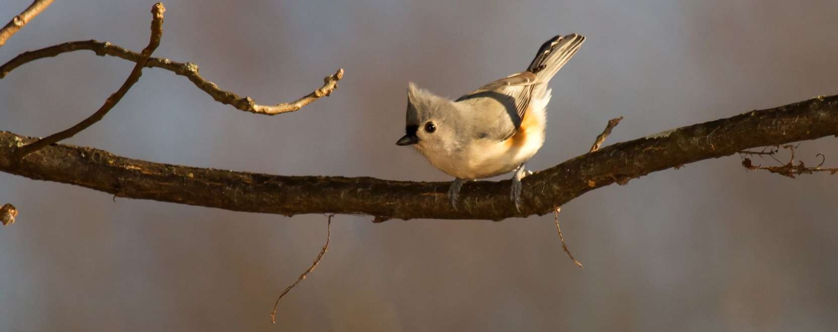A dr&oacute;nok is beseg&iacute;tenek a madarak megfigyel&eacute;s&eacute;be