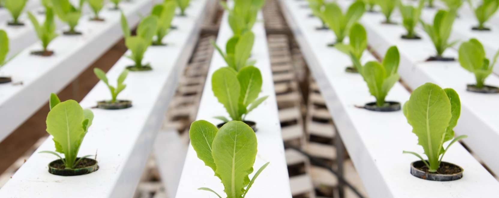 Nagyv&aacute;rosi farmok Dubajban