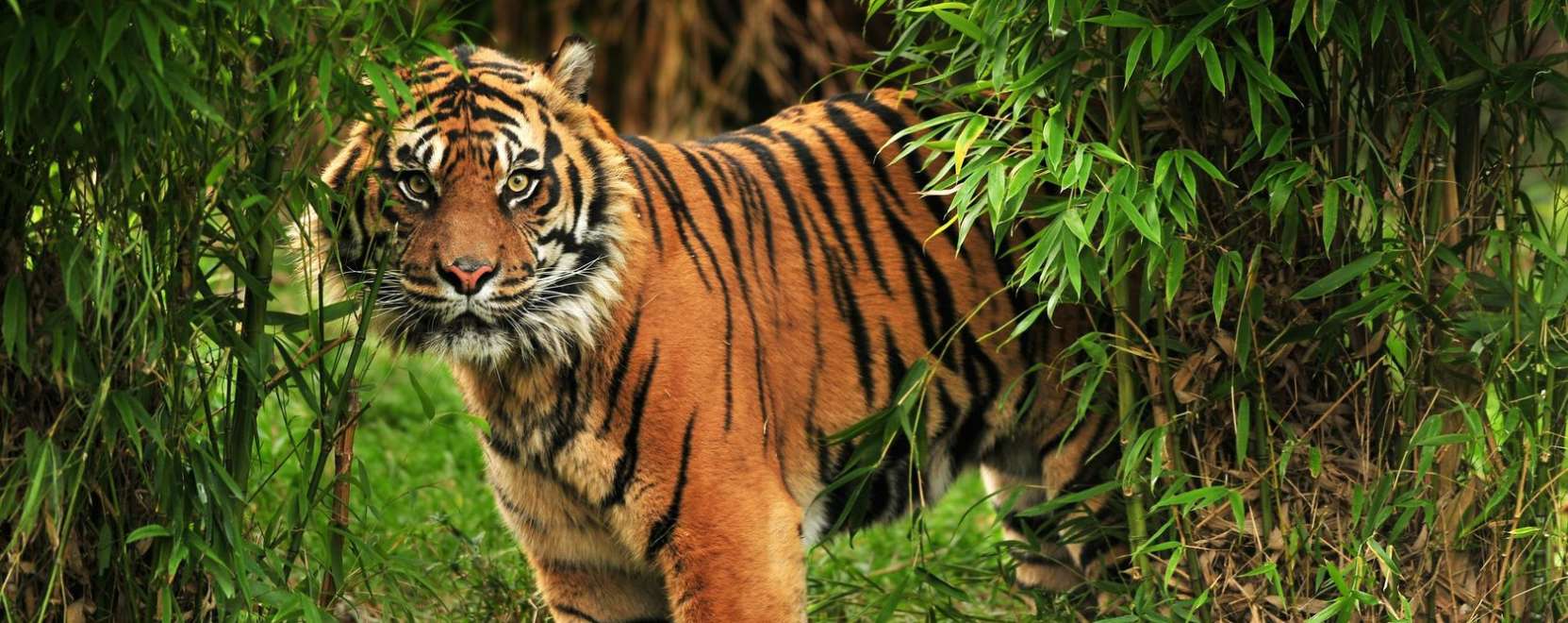 Okostechnol&oacute;gia v&eacute;di a vesz&eacute;lyeztetett fajokat