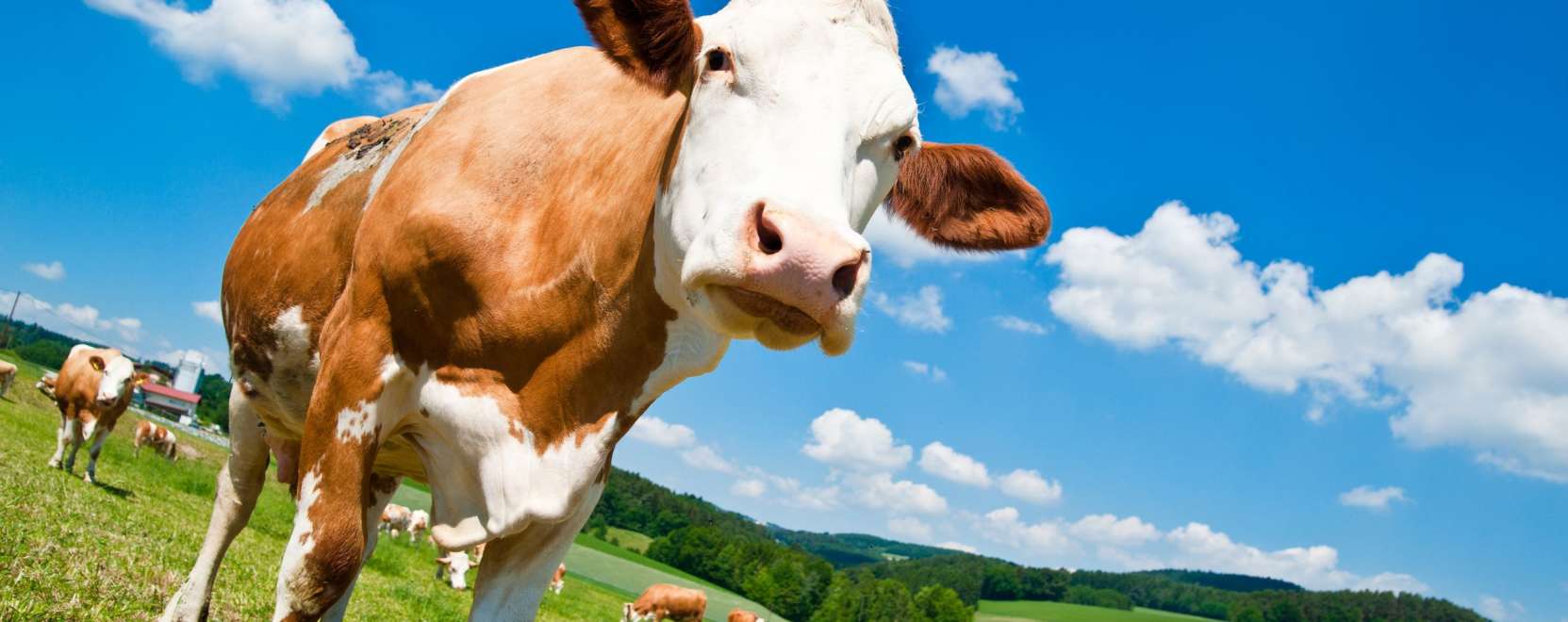 Ilyen a modern mezőgazdas&aacute;g &ndash; az M2M itt is seg&iacute;t