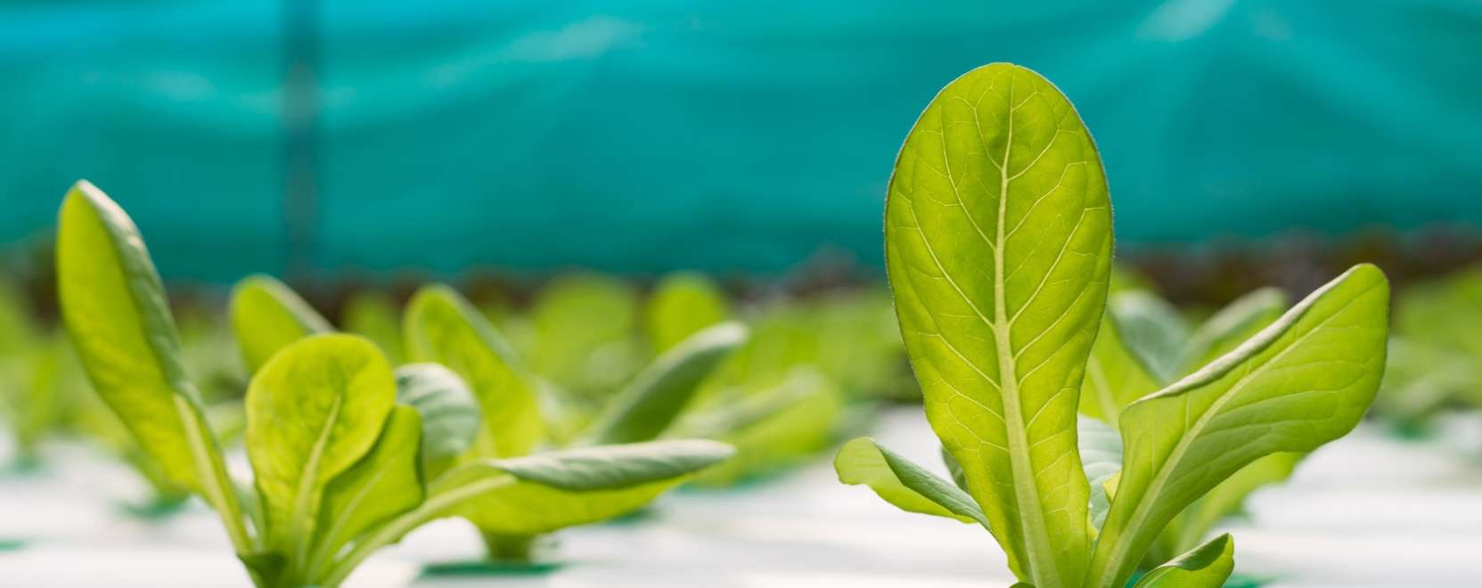 Tajvan lehet a mezőgazdas&aacute;g 4.0 k&ouml;zpontja