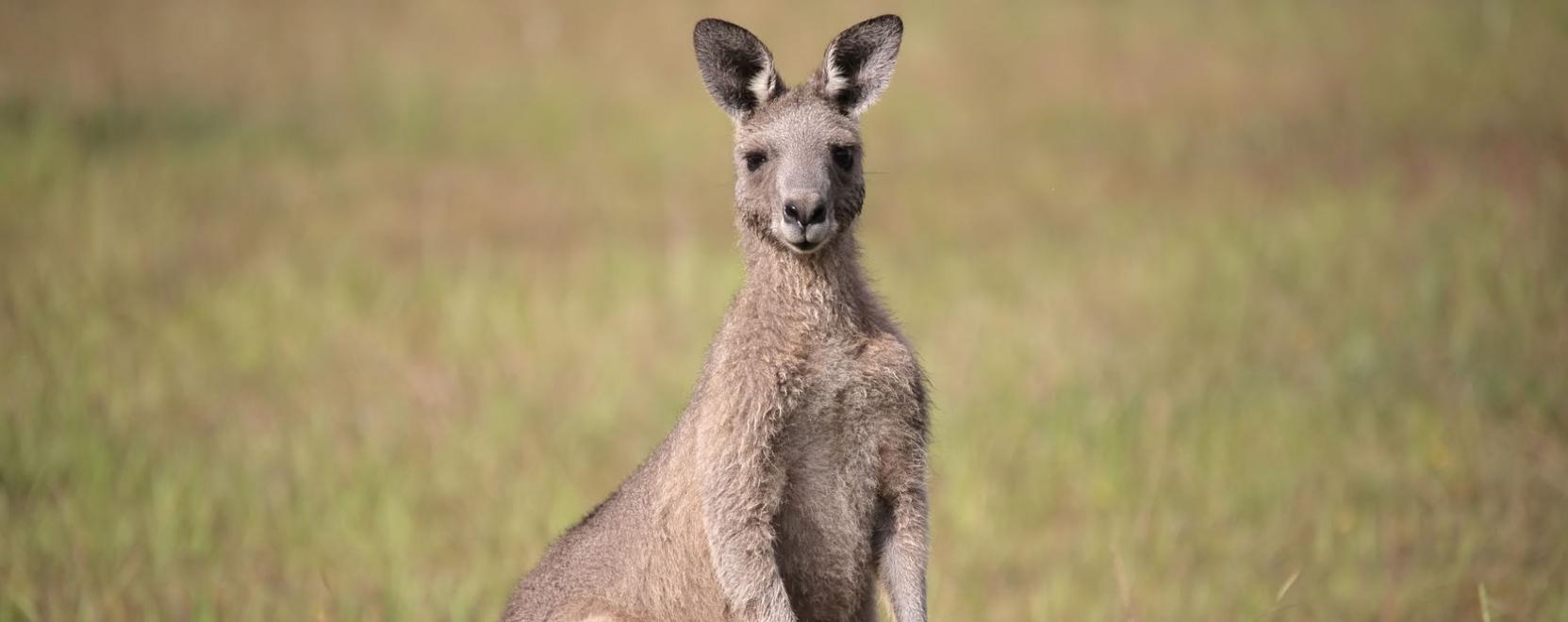 Kenguruk leck&eacute;ztett&eacute;k meg az &ouml;nvezető aut&oacute;kat
