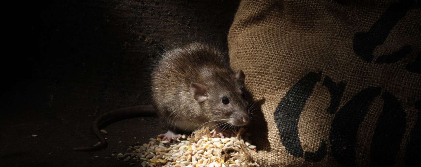 M&aacute;r a patk&aacute;nycsapda is lehet okos