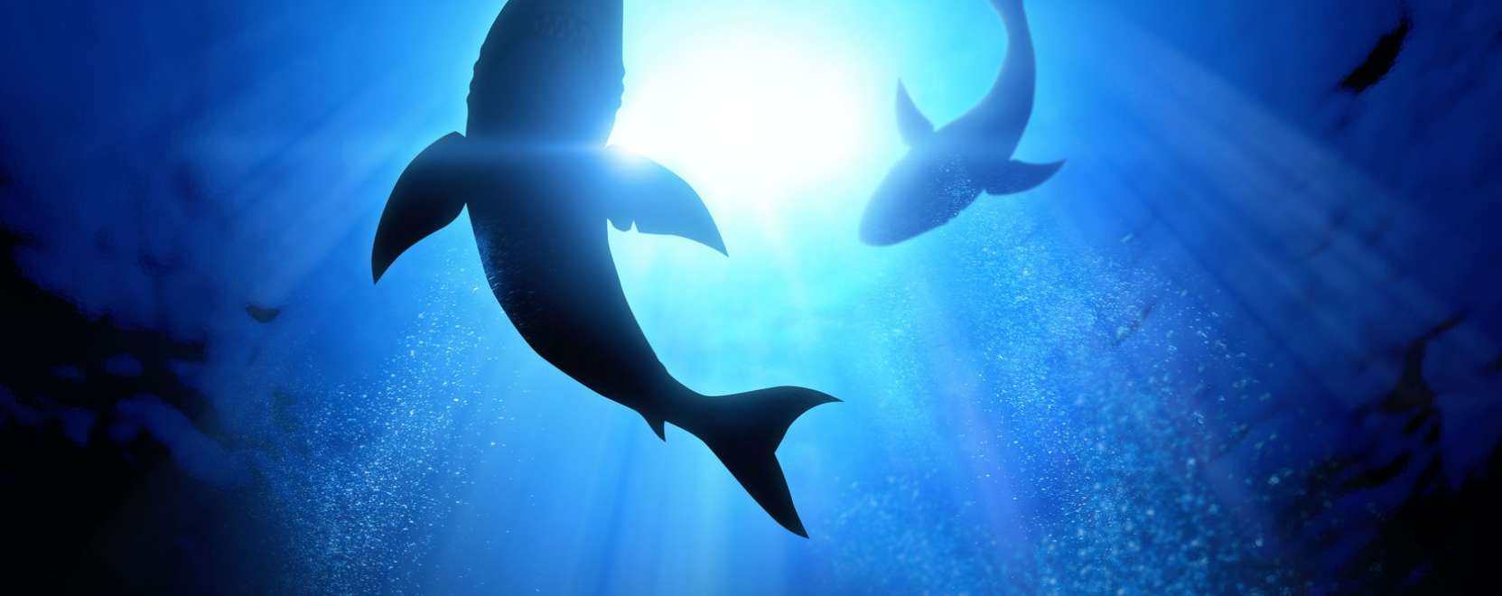 Dr&oacute;nok jelzik a c&aacute;pavesz&eacute;lyt Ausztr&aacute;li&aacute;ban