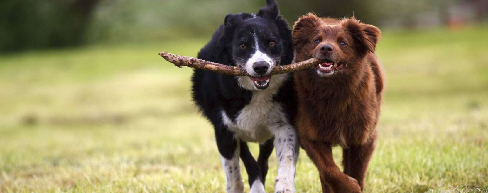 Okosfejleszt&eacute;sek a csal&aacute;d kedvenceinek
