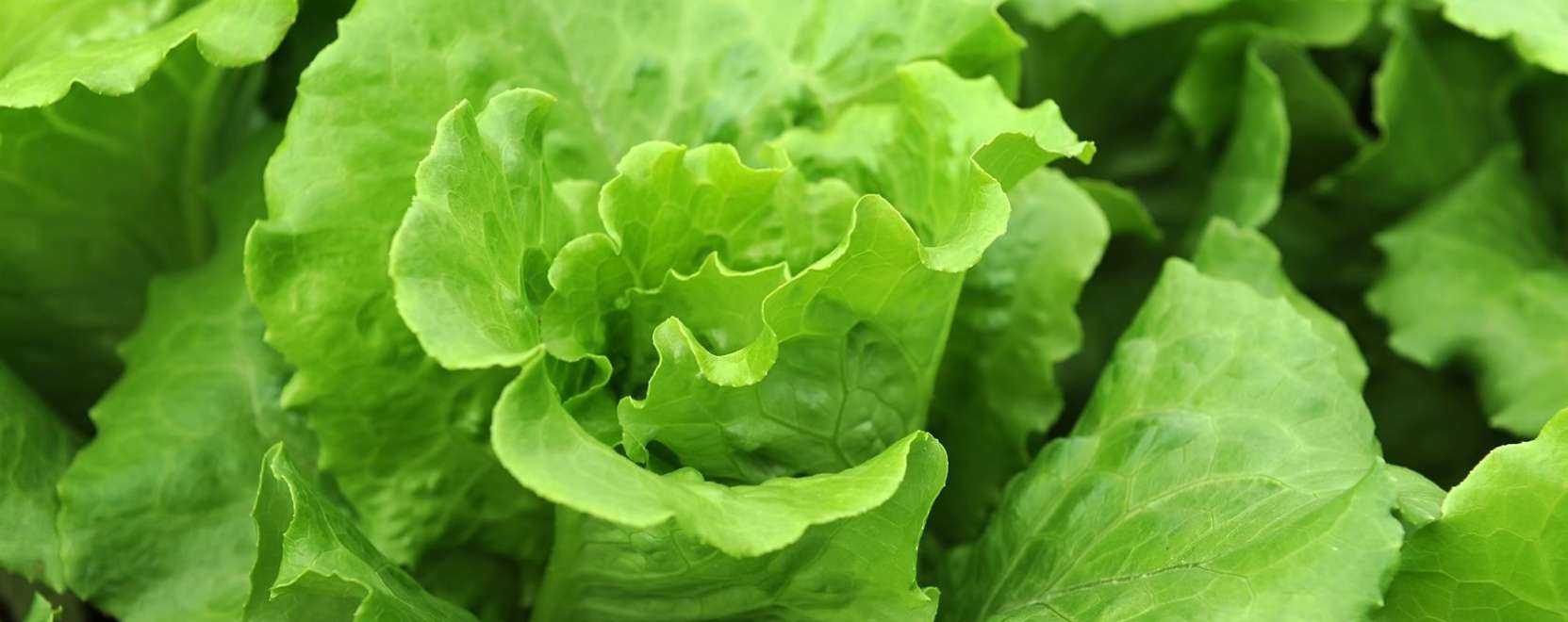 K&eacute;pfelismer&eacute;s seg&iacute;ti az automatiz&aacute;lt mezőgazdas&aacute;got