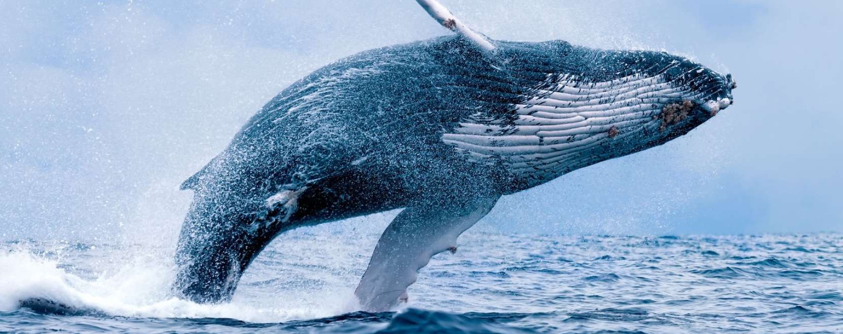 Dr&oacute;nok figyelik a b&aacute;ln&aacute;kat