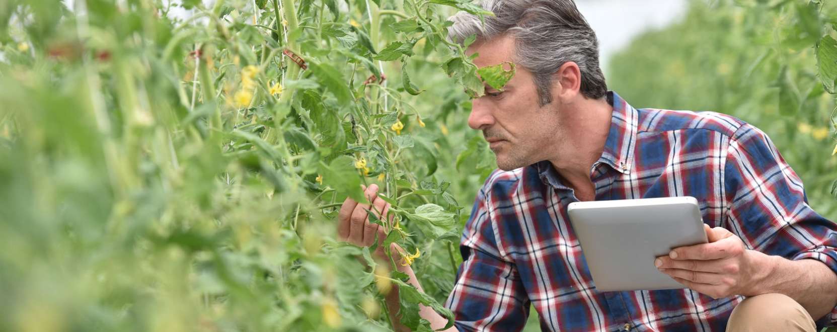 M2M &eacute;s IoT: a mezőgazdas&aacute;g az egyik h&uacute;z&oacute;&aacute;gazat