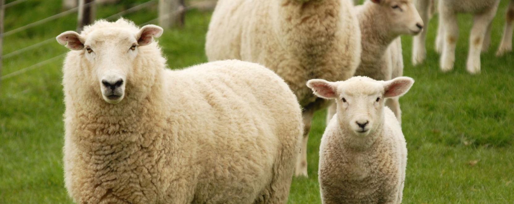 Viselhető kieg&eacute;sz&iacute;tők a juhteny&eacute;szt&eacute;sben