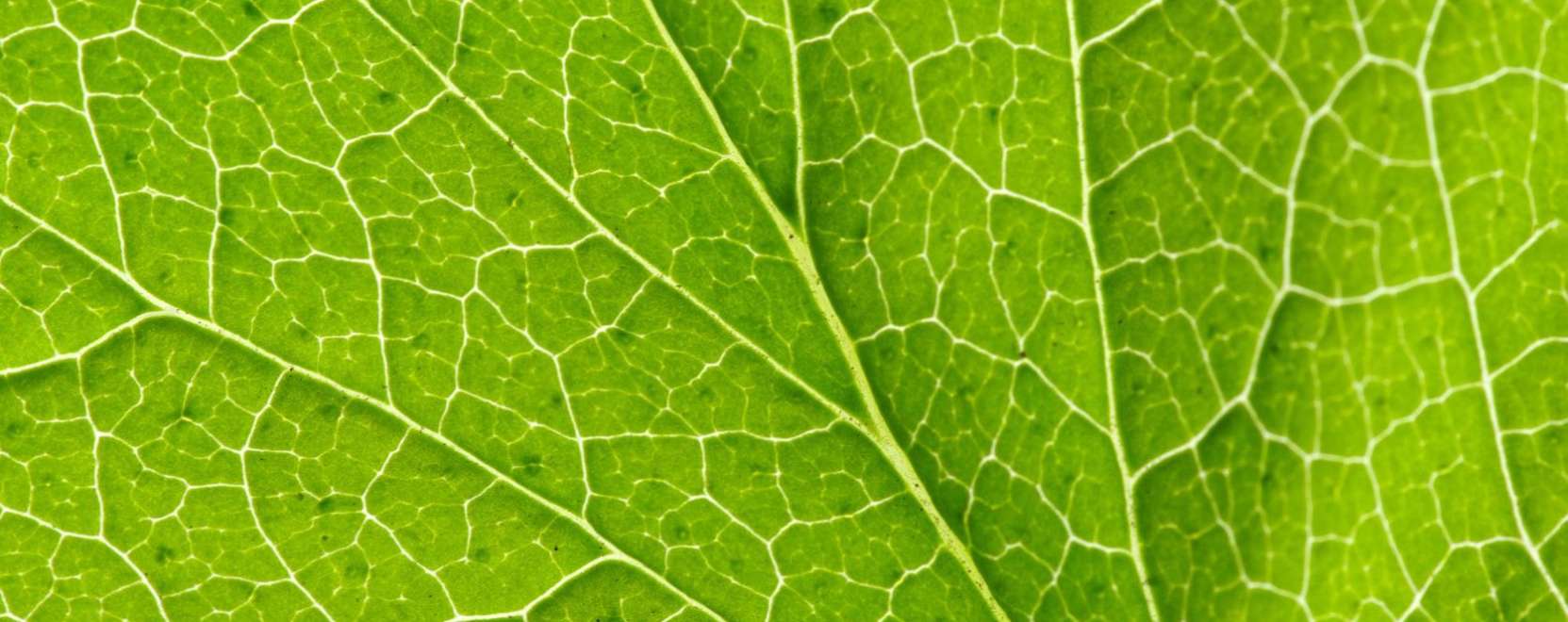 N&ouml;v&eacute;nyi tetov&aacute;l&aacute;s a hat&eacute;konyabb &ouml;nt&ouml;z&eacute;s&eacute;rt