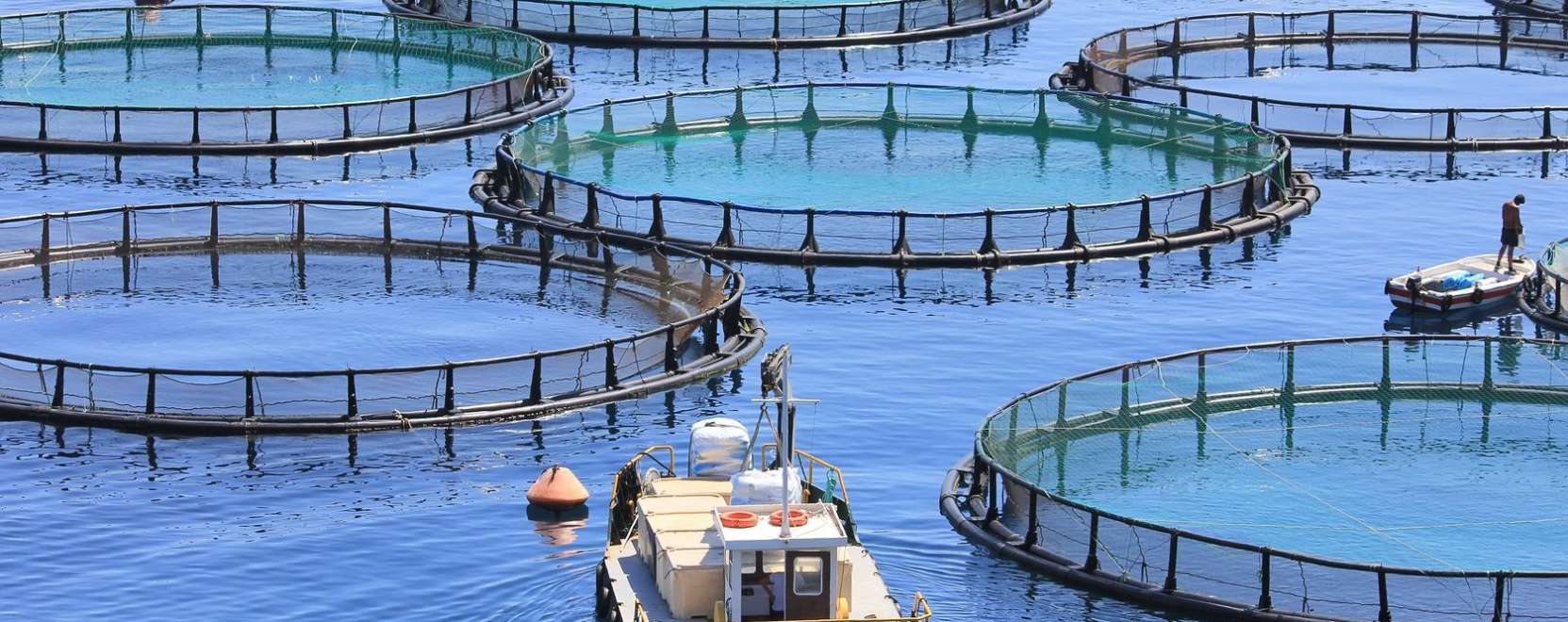 A halgazdas&aacute;gok is j&oacute;l j&aacute;rhatnak a g&eacute;pi tanul&aacute;ssal