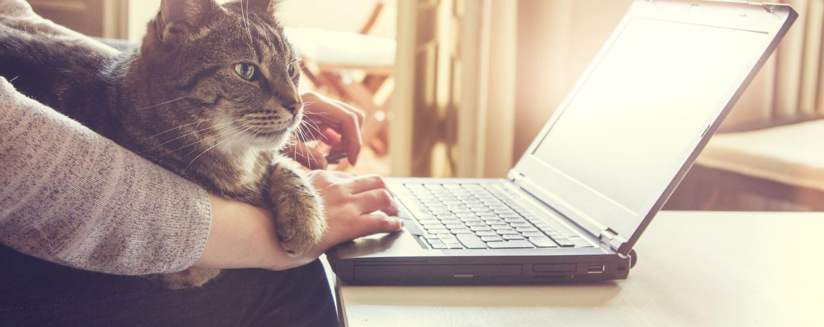 Petpresso: IoT vigy&aacute;z a h&aacute;zi kedvencekre