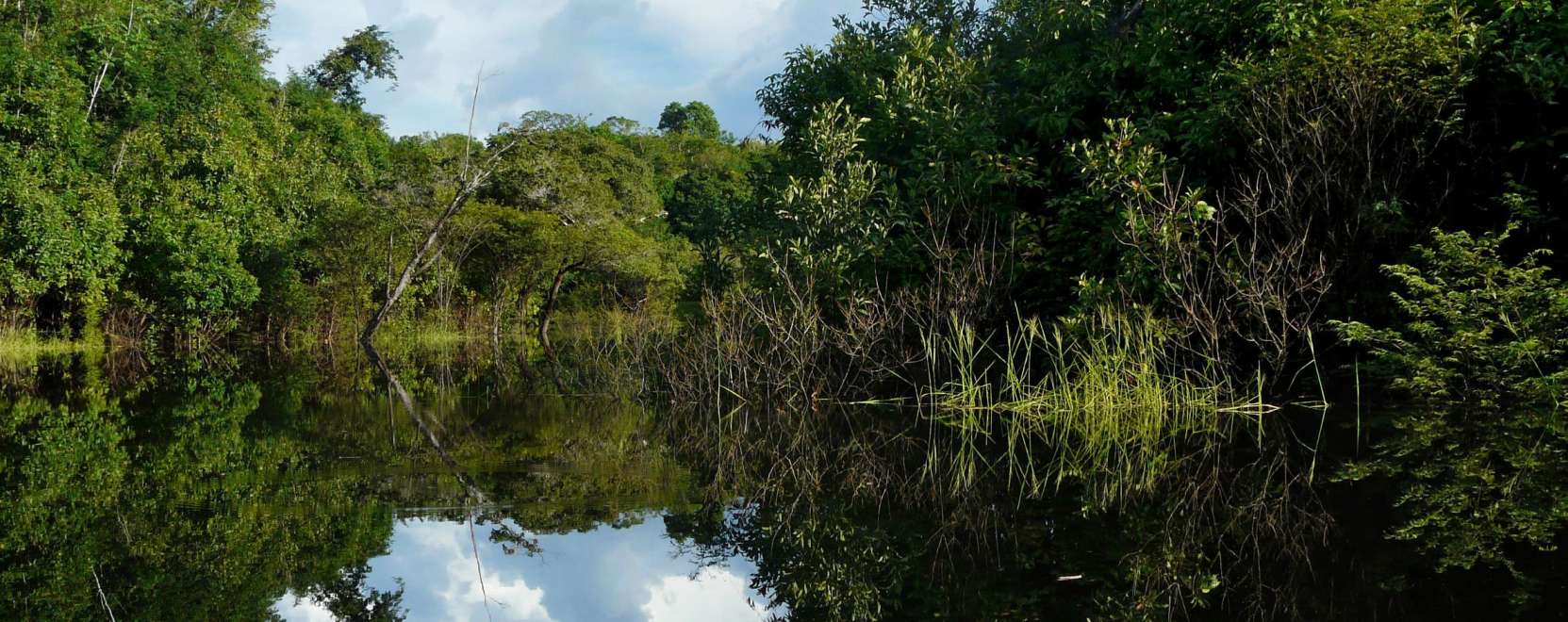 Az M2M is seg&iacute;thet az esőerdőknek
