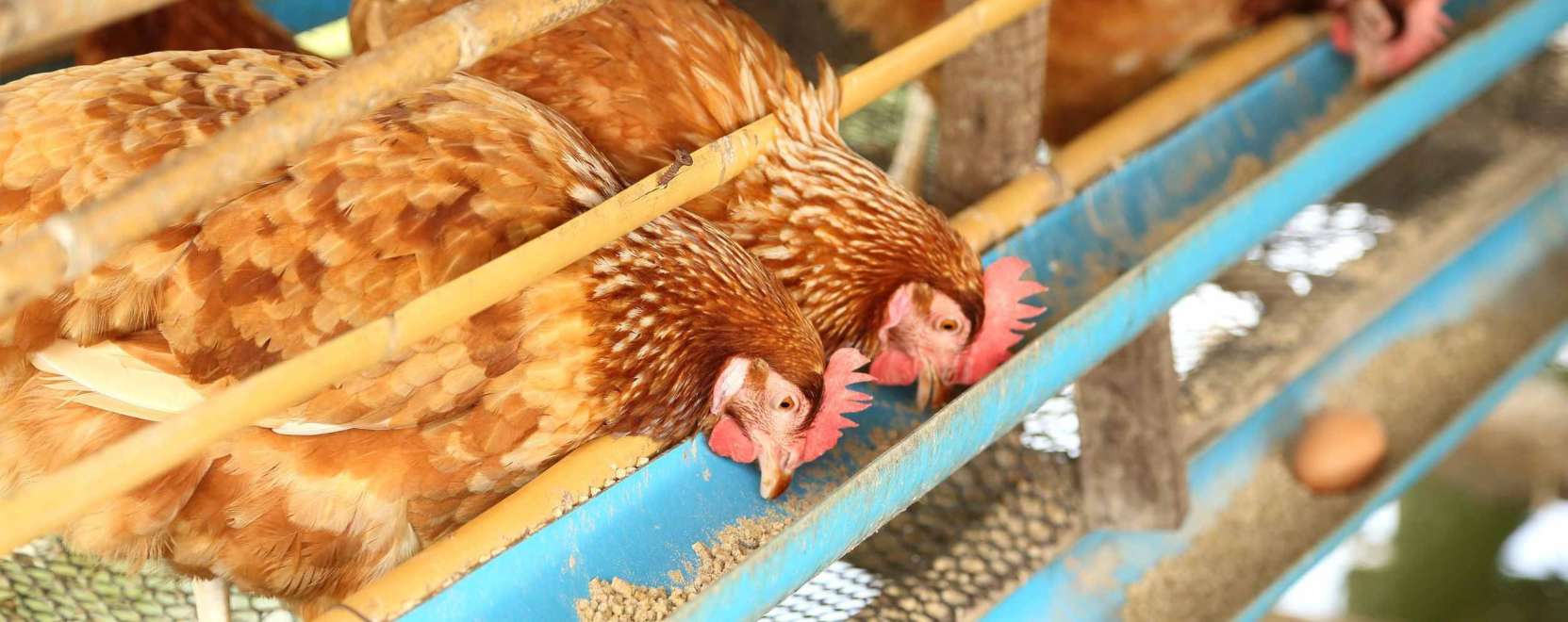 A baromfiudvarban is h&oacute;d&iacute;t az M2M