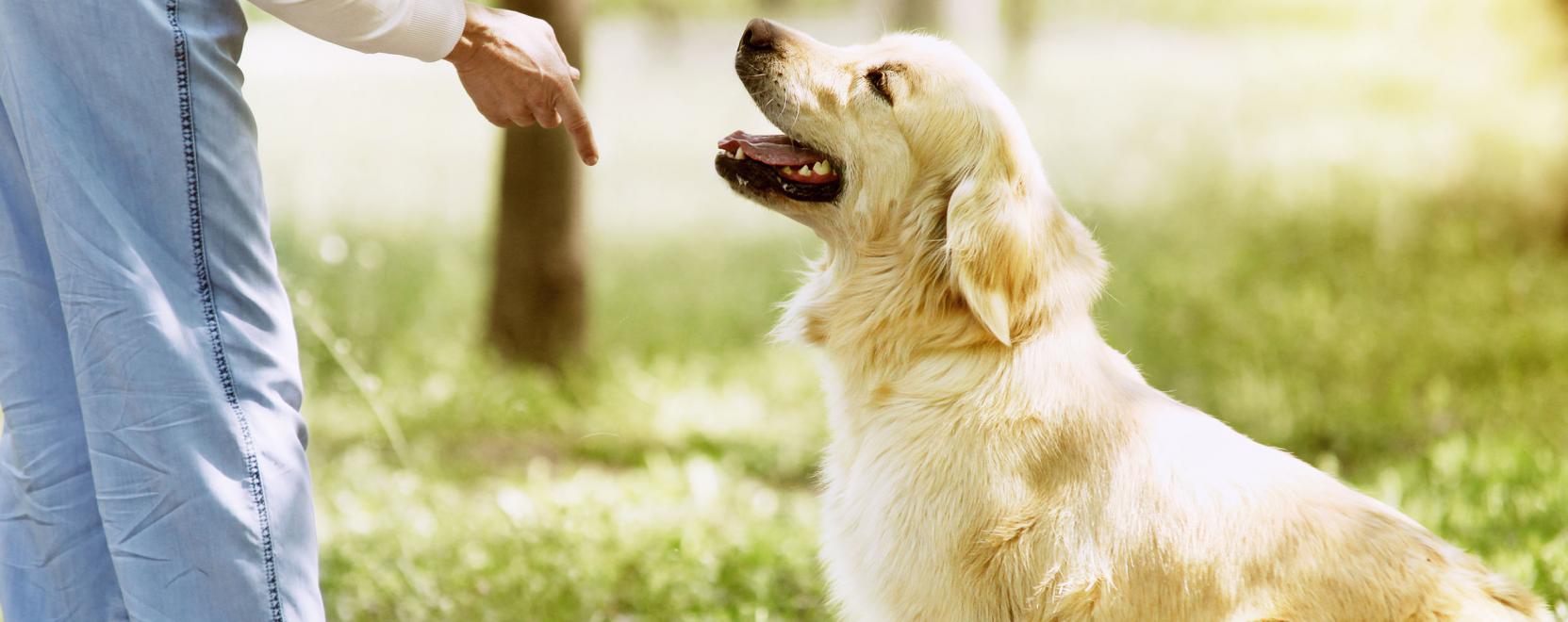 A Wickedbone m&eacute;g nem sz&aacute;m&iacute;t ler&aacute;gott csontnak