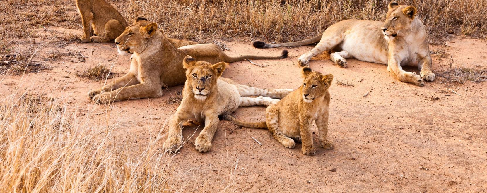 Mesters&eacute;ges intelligencia seg&iacute;t a fajok megőrz&eacute;s&eacute;ben