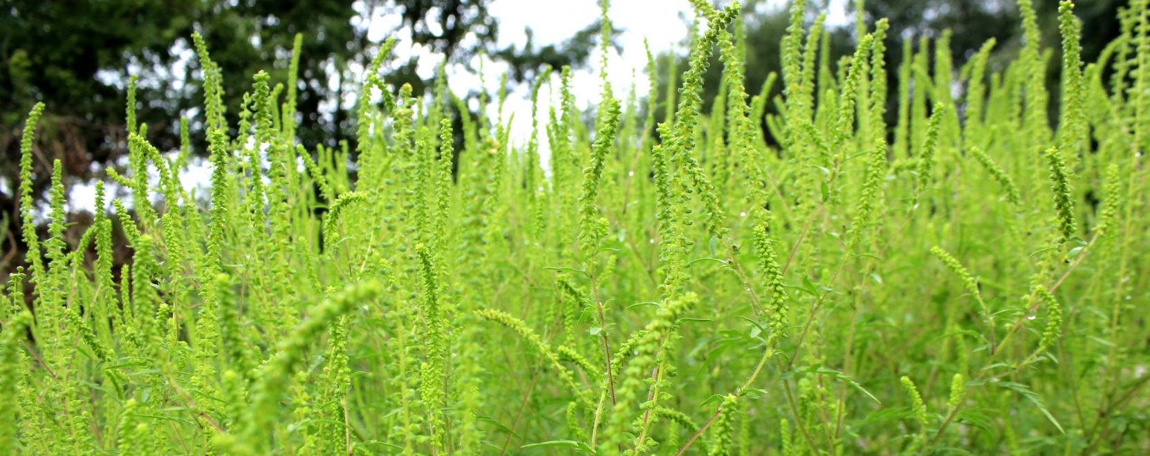 Dr&oacute;nokat is bevetnek a parlagfű ellen
