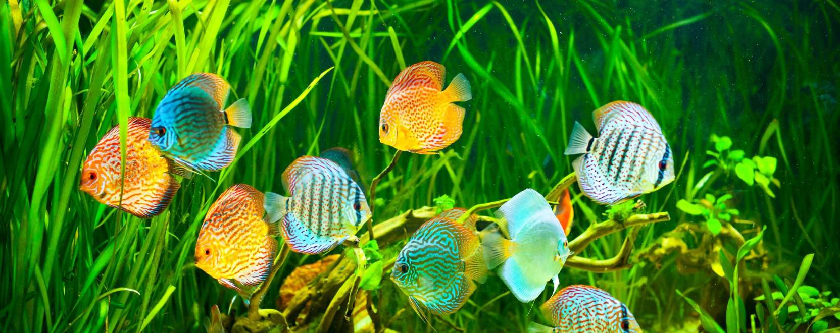 Haletet&eacute;s SMS-sel 