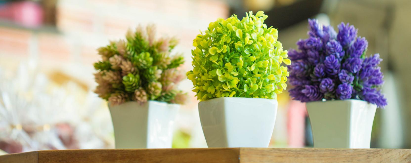 Nem őr&uuml;lts&eacute;g: a n&ouml;v&eacute;nyek is megtanulhatnak j&aacute;rni