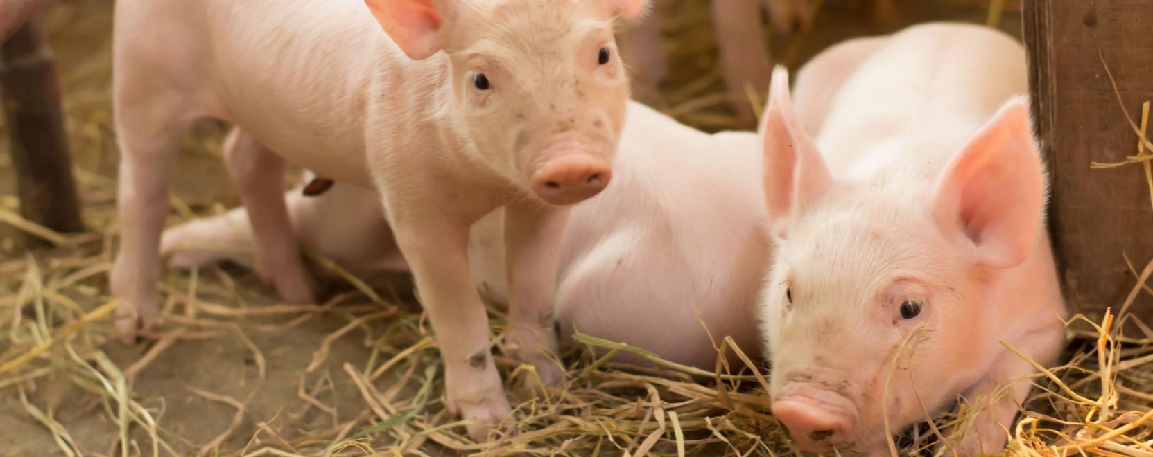 A sert&eacute;steny&eacute;szt&eacute;sbe is bet&ouml;r az AI